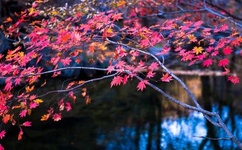 被老师按在办公桌吸奶头